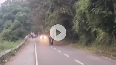 ஆனைமலை: ஆழியார் வால்பாறை சாலையில் ஒய்யாரமாக நடை நடந்து வந்த சில்லி கொம்பன் ஒற்றை காட்டு யானை தீவிர கண்காணிப்பில் வனத்துறையினர்