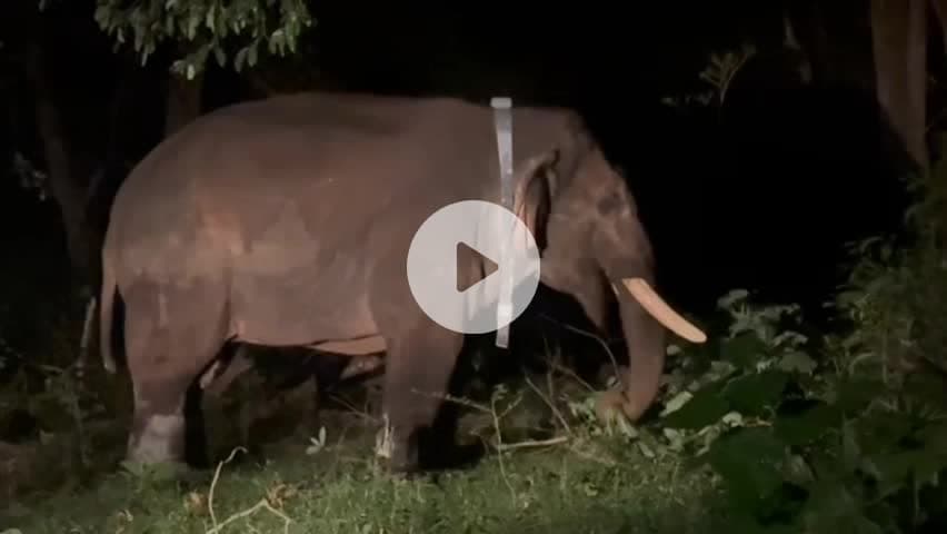 வால்பாறை: காலர் ஐடி பொருத்தப்பட்ட ரோலக்ஸ் காட்டு யானை மந்திரி மட்டம் பகுதியில் விடப்பட்டது