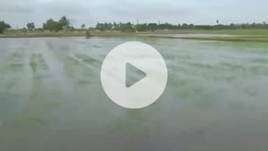 திருத்துறைப்பூண்டி: மாங்குடி வடசங்கந்தி உள்ளிட்ட பல்வேறு பகுதிகளில் தொடர் மழை காரணமாக சுமார் 2000 ஏக்கர் சம்பா நெற்பயிர் தண்ணீரில் மூழ்கி சேதம்