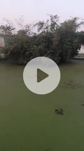 खगड़िया जिला के thatha गांव में पूरा बारिश बल पानी है यहां के मुखिया को कोई दियान नहीं है