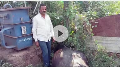 శ్రీరాంపూర్: బోరునరసాపురంలో విద్యుత్ షాక్ తో పాడి గేదె మృతి