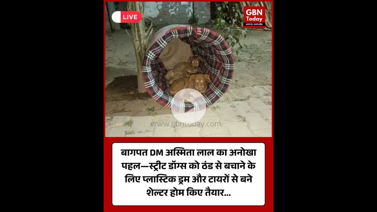 बागपत DM अस्मिता लाल का अनोखा पहल #Baghpat #UttarPradesh #AsmitLalIAS #StreetDogs #AnimalCare