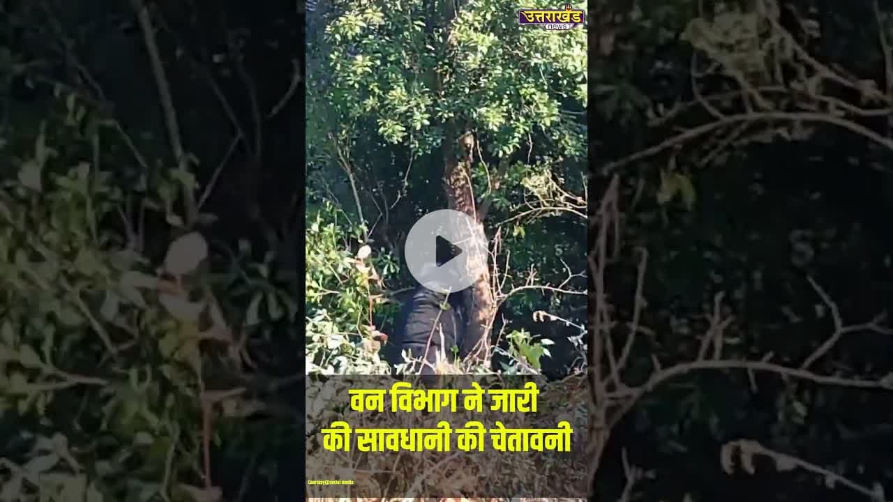 जखोली में गैस गोदाम के पास भालू फंसा, वन विभाग ने जारी की चेतावनी #bearattack #chamoli #viralvideo