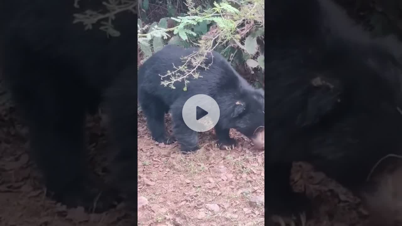 #bear