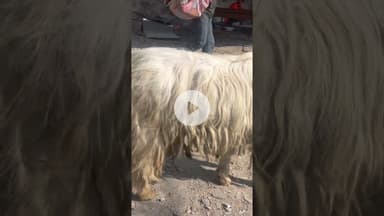 Chalda Mahasu devta #shillai