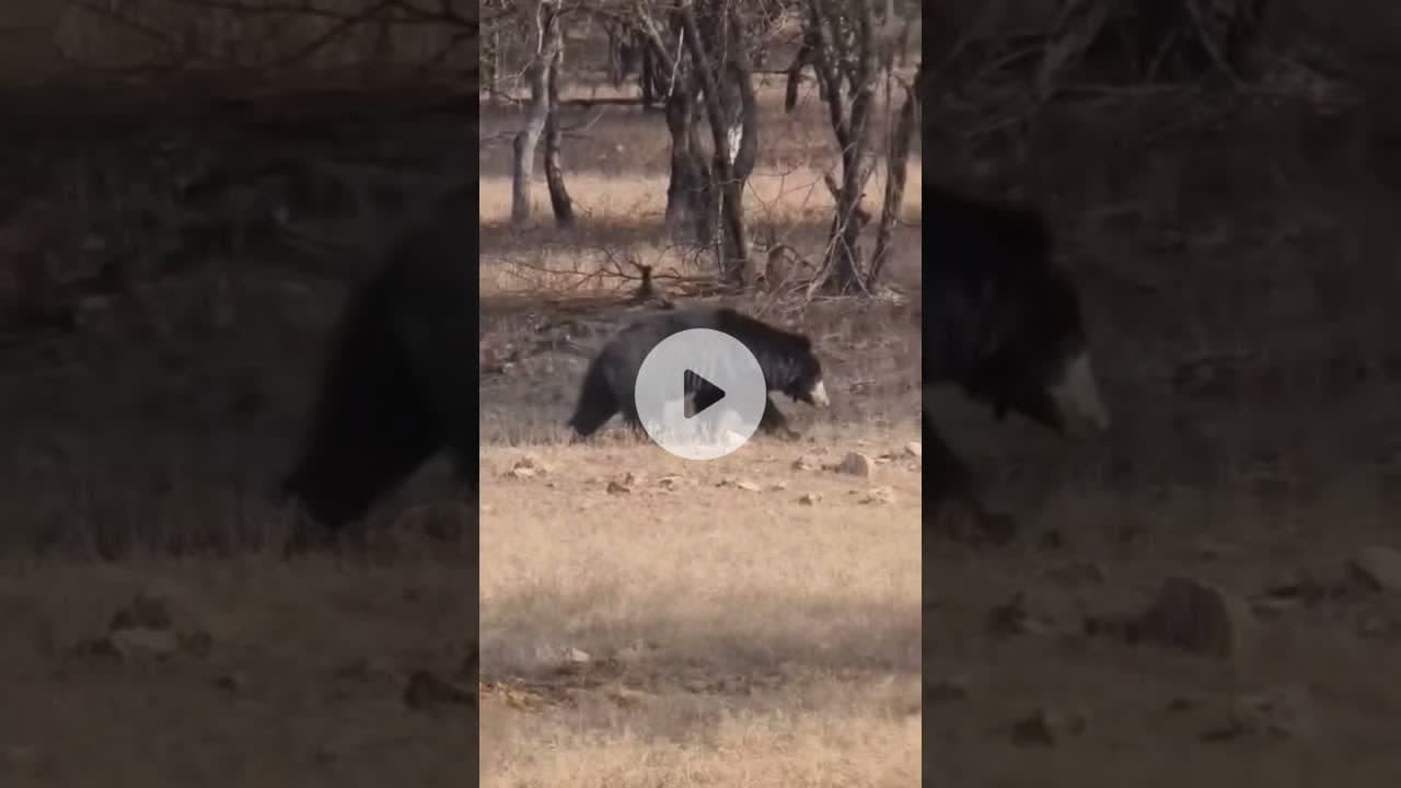 #bear