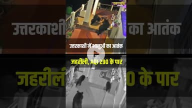 उत्तरकाशी में भालुओं का आतंक, CCTV में कैद हुए भालू #bearattack #haldwaninews #viralvideo