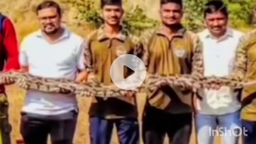 सिंदेवाही: दिलंनवाडीत 12 फुटाच्या आजगर सापाला स्वाब संस्थेने पकडून दिले जीवनदान