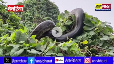 #देवरिया में पेड़ पर दिखा #विशालकाय_अजगर, इलाके में मचा हड़कंप#ajagar #स्नेक