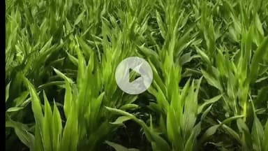 శ్రీరాంపూర్: మంగపేటలో యాసంగి సీజన్లో బాండ్ మొక్కజొన్న సాగు వైపు ఆసక్తి