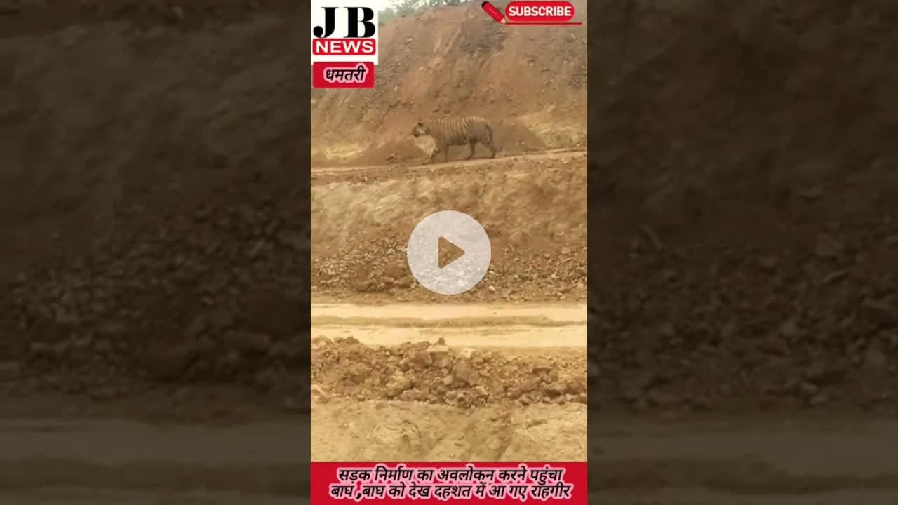 सड़क निर्माण स्थल पर बाघ का अवलोकन, राहगीरों में दहशत #jb #news #latestnews #ख़बर1इंडिया ❤️#jbnews#
