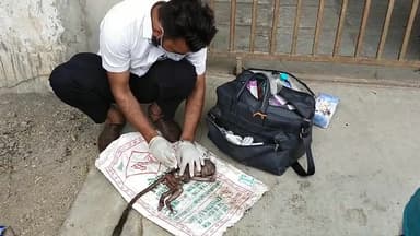 ईश्वरीय कार्य कर रहे हो ओम जी आप।
#saveanimals #savetrees