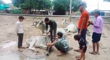 समय पर इलाज जरुरी नहीं।
✅ अगली अपडेट के लिए फॉलो करें ✅
#jodhpur #news #rajasthan #cow #lampivirus #virulvideo #virus