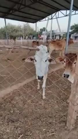 गौठान में विभिन्न आय मूलक गतिविधियां की जा रही संचालित जिससे महिलाएं बन रही स्वावलंबी
#गोधन_से_आई_खुशहाली
#CG_GrowingWithGauthan
#छत्तीसगढ़_सरकार_भरोसे_की_सरकार