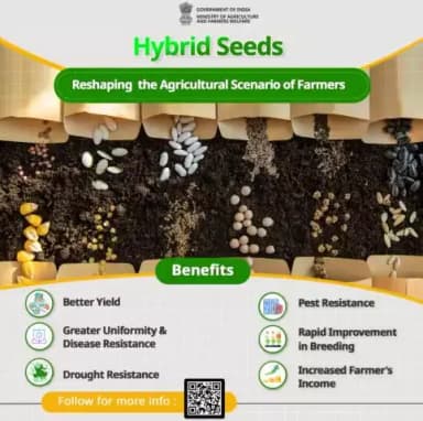 Hybrid Seeds offer improved yields, natural resilience, consistency, and performance benefits increasing overall crop productivity and enhancing farmers' income.
#agrigoi #hybridseeds #farming