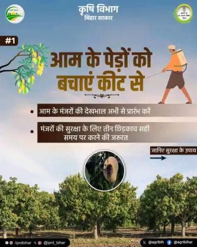 *किसान भाइयों के लिए आवश्यक सूचना!*
*आम के मंजर लगने से लेकर टिकोले आने तक, जानिए कीट से बचाव के उपाय।*
#BiharAgricultureDept
