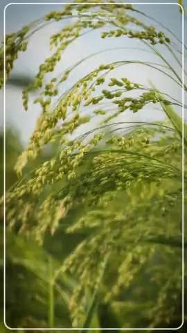 Cultivating Health, Cultivating Change
Transformative impact of Millets, highlights its dual benefits as a nutritious #superfood for people and a resilient crop for farmers, promoting food security and #sustainableagriculture.