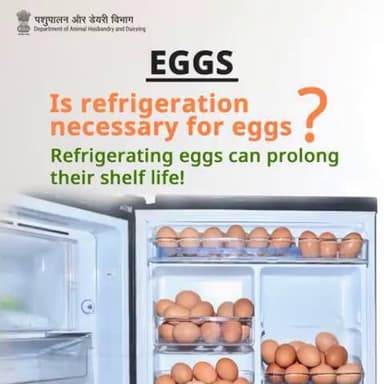 Egg Myth Buster!
Should you refrigerate eggs? Yes! Refrigeration can help extend the shelf life of eggs. Keep them fresh longer by storing them in the fridge!
#eggfacts