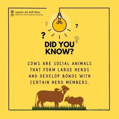 Herd Harmony: The Social Dynamics of Cows.
#farmlife #livestock #cattle