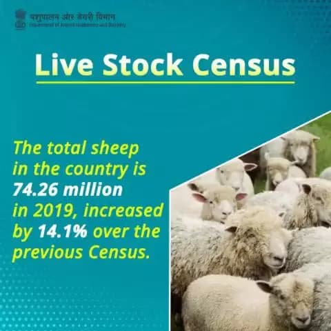 Livestock Census Update: The total sheep population in the country reached 74.26 million in 2019, marking a significant increase of 14.1% over the previous Census. 🐑 #LivestockCensus