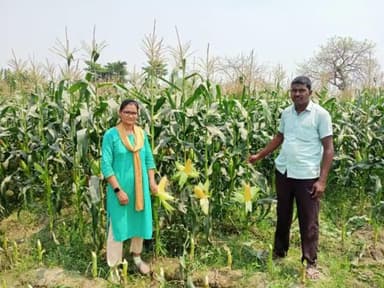 किसानों को मक्का के साथ-साथ स्वीट कॉर्न की खेती करने के लिए भी किया जा रहा है प्रोत्साहित।🌾
📍चांदी पंचायत, पूर्णिया
#SweetCorn #Agriculture