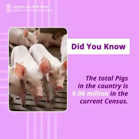 Did you know?
The total pig population in the country stands at 9.06 million in the current Census. #PigPopulation #livestockcensus
