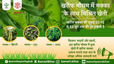 खरीफ मौसम में मक्का के साथ मिश्रित खेती की तैयारी कर दें शुरू।📢
खरीफ मक्का की बुवाई 25 मई से 15 जून तक की जा सकती है।
#BAMETIBihar #Agriculture