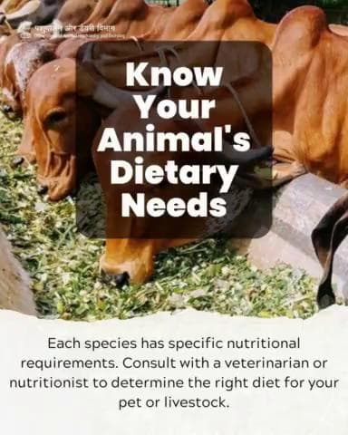 Tailoring diets for optimal health: Recognizing the unique dietary needs of each species is key. Consultation with experts ensures your pets or #livestock receive the perfect balance of #nutrients for their well-being. #animalwelfare