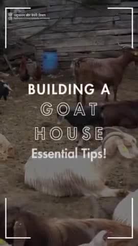 Building a Goat House: Elevate for flood protection, maintain dry floors, and prioritize light, air, and temperature control. #LivestockCare #essentialtips #goats #animalwelfare