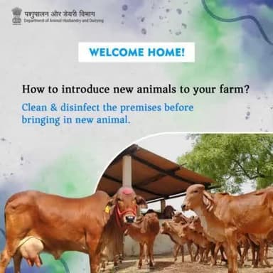 Introducing new animals is a meticulous process. Ensure a clean and disinfected environment.
#farmlife #newadditions #LivestockCare #healthyherd