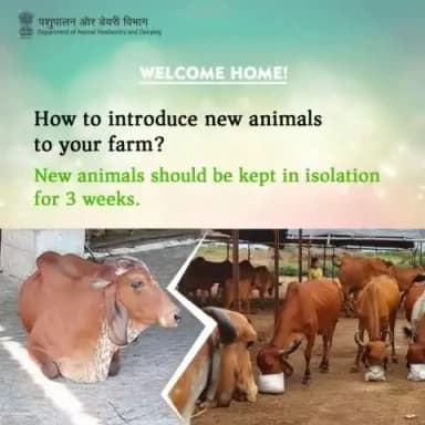 Welcome Home: New animals undergo a 3-week isolation period. It's not just about keeping them safe; it's about ensuring a healthy start for everyone.
#IsolationPeriod #HealthyStart