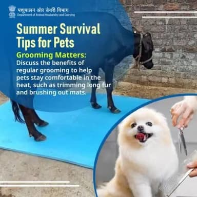 Cool coats and comfy cuts: Keep your pets comfortable in the heat with regular grooming practices, including trimming long fur and brushing out mats to promote airflow and prevent overheating.
#heatstressawareness #LivestockHealth
