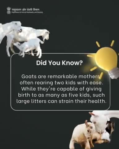 Fun Fact: Goats, incredible mothers, effortlessly raise two kids, though larger litters can strain their health. #goatfacts #funfacts #animalhusbandry #goatcare