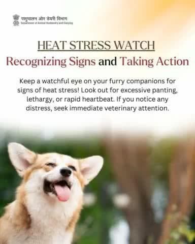 A vigilant eye can save lives!
Watch for signs of heat stress in your pets—excessive panting, lethargy, or rapid heartbeat. Early detection can make all the difference. #heatstressawareness #petcare #BeatTheHeat