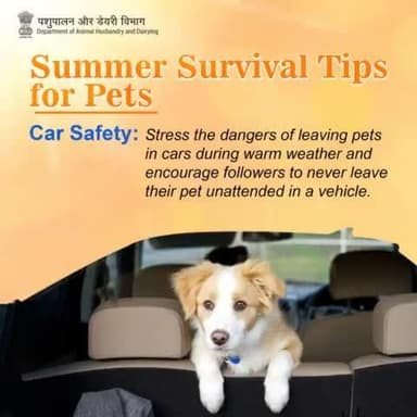 Keep pets cool, keep pets safe. Never leave them alone in a hot car.
#KeepPetsCool #KeepPetsSafe #heatwaves #beattheheat