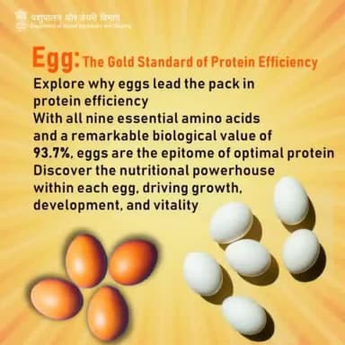 Why are eggs the gold standard of protein?
Discover the nutritional powerhouse within each egg!
#EggBenefits #Health #Nutrition #Eggs #BalancedNutrition