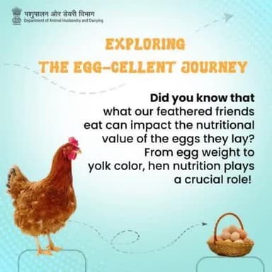 Dive into the fascinating world of egg nutrition! Discover how what hens eat impacts the eggs we enjoy.
#EggNutrition #HealthyEating #EggQuality #nutritionfacts