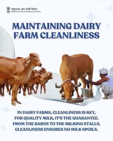 Happy cows, clean hands, pure milk - the perfect recipe for dairy delight!
#HappyCows #PureMilk #CleanHands