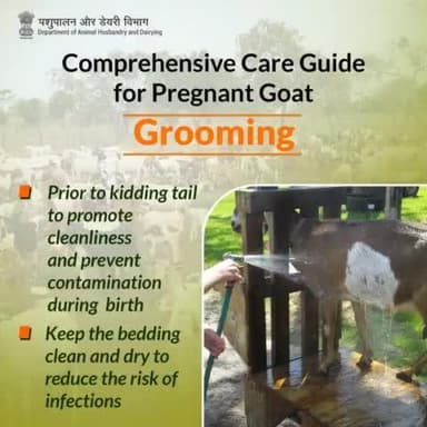 Preparedness and Cleanliness: Grooming pregnant goats with trimmed tails reduces contamination risks during birth, while clean, dry bedding minimizes infection risks for both mother and newborn. #PregnantGoats #Grooming #LivestockHealth
