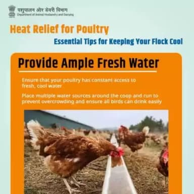 Hydration is Key: Ensure your flock has access to ample fresh, cool water throughout the day to stay hydrated and healthy.
#StayHydrated #HealthyFlock #WaterForWellness