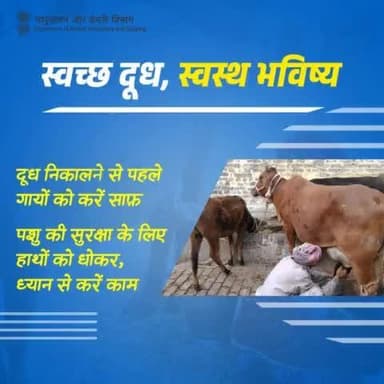 गायों को साफ करने के बाद ही दूध दोहने की शुरुआत करें। पशु की सुरक्षा के लिए हाथों को धोकर, ध्यान से काम करें।
#AnimalCare #Milking #Hygiene