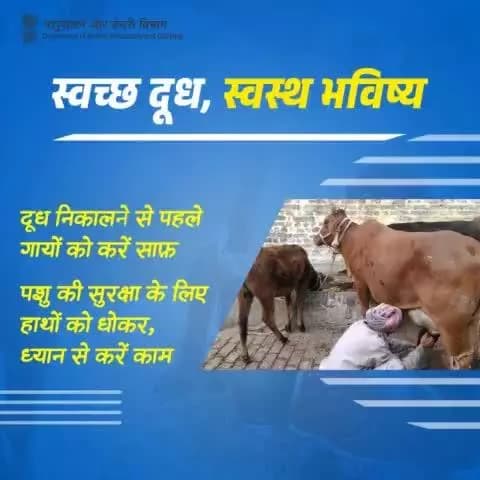 गायों को साफ करने के बाद ही दूध दोहने की शुरुआत करें। पशु की सुरक्षा के लिए हाथों को धोकर, ध्यान से काम करें।
#AnimalCare #Milking #Hygiene