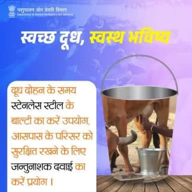 दूध दोहन के समय स्टेनलेस स्टील के बाल्टी का उपयोग करें, और आसपास के परिसर को सुरक्षित रखने के लिए जन्तुनाशक दवाई का प्रयोग करें।#AnimalCare #Milking #hygiene