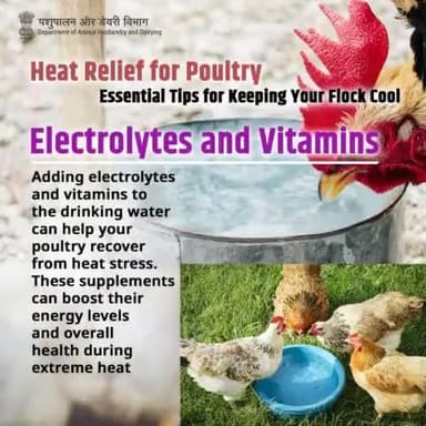 Boost with Electrolytes: Add electrolytes and vitamins to drinking water to help your poultry combat heat stress and stay energized. #PoultryCare #HeatStress #HydrationBoost #PoultryHealth #SummerTips
