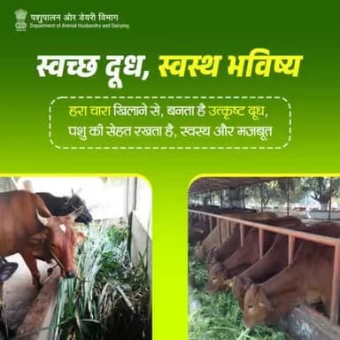 हरे चारे से पशुओं को विटामिन और अन्य दूसरे पोषक तत्व मिलते हैं। संतुलित आहार देकर दूध की गुणवत्ता के साथ ही पशुओं को भी तंदुरुस्त रखा जा सकता है। #AnimalHusbandry #fodder #animalcare