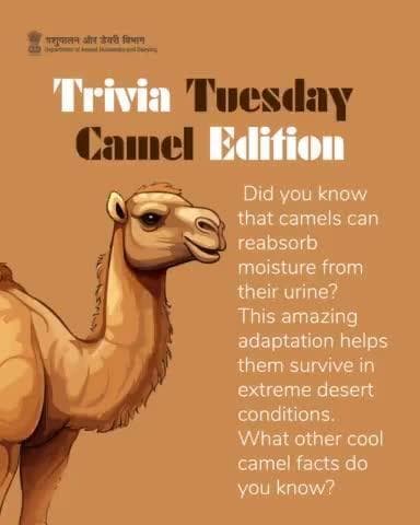 Trivia Tuesday calls for some camel facts!
Did you know camels can reabsorb moisture from their urine?
Share your camel knowledge!
#CamelTrivia #FunFactTuesday #camelday #DesertLifeline #CamelCulture
