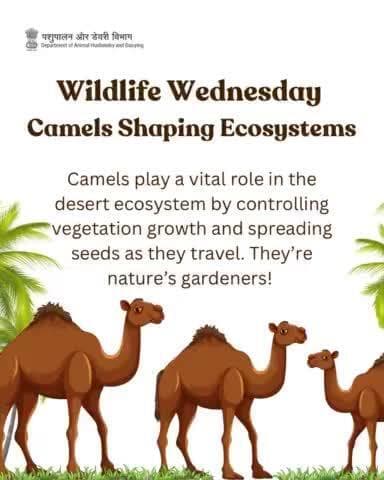 Camels aren't just travelers; they're nature's gardeners! Explore how they shape desert ecosystems on this Wildlife Wednesday. #camelday #DesertLifeline #CamelCulture
