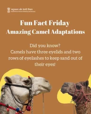 Fun Fact Friday: Camels come equipped with built-in sunglasses!
Learn more quirky facts about these fascinating creatures. #camelday #DesertLifeline #camelculture