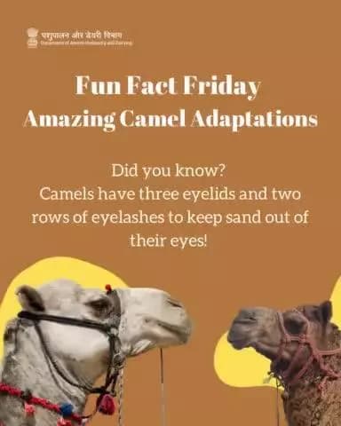 Fun Fact Friday: Camels come equipped with built-in sunglasses!
Learn more quirky facts about these fascinating creatures. #camelday #DesertLifeline #camelculture