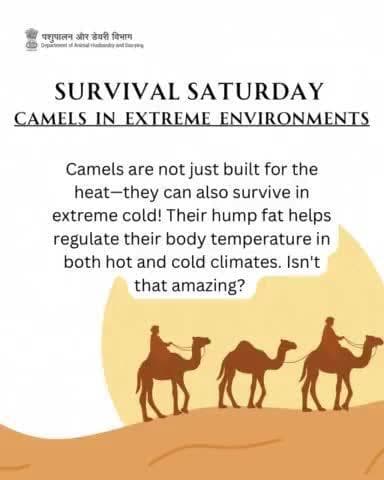 Survival Saturday celebrates the adaptability of camels! Did you know they thrive in both scorching deserts and freezing cold climates?
#worldcamelday #Camel #DesertLifeline #CamelCulture